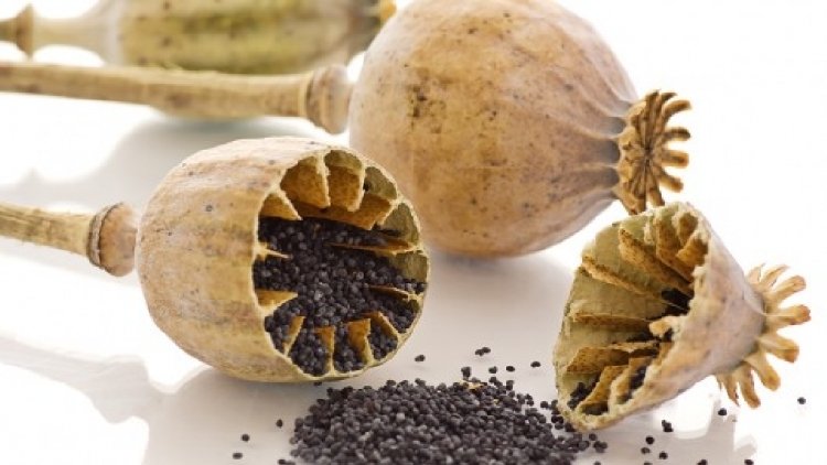 Haşhaş Yağı Yemeklerde Kullanılır Mi? Haşhaş Yağı Yemeklerde Kullanılır Mi?
