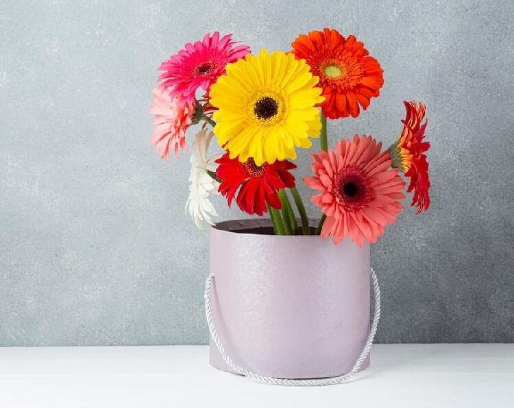Vazoda Gerbera Çiçeği Bakımı Vazoda Gerbera Çiçeği Bakımı