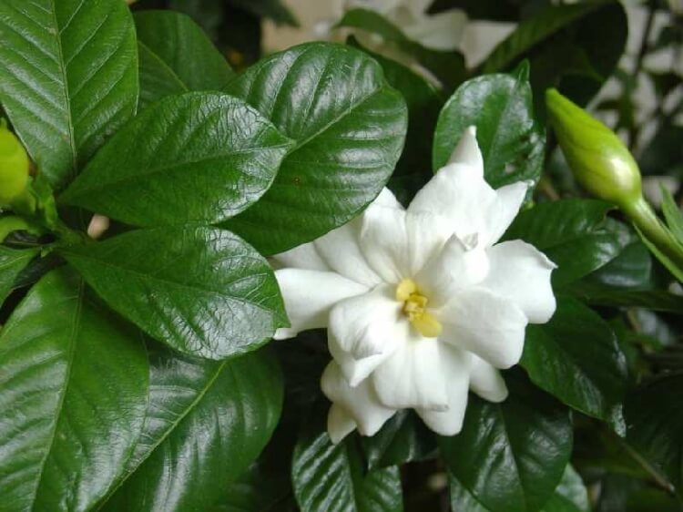 Gardenya Çiçek Açması Için Ne Yapılır? Gardenya Çiçek Açması Için Ne Yapılır?