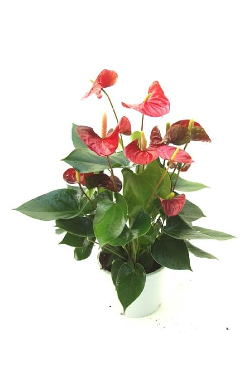 Anthurium Scherzerianum Çiçeği Anthurium Scherzerianum Çiçeği
