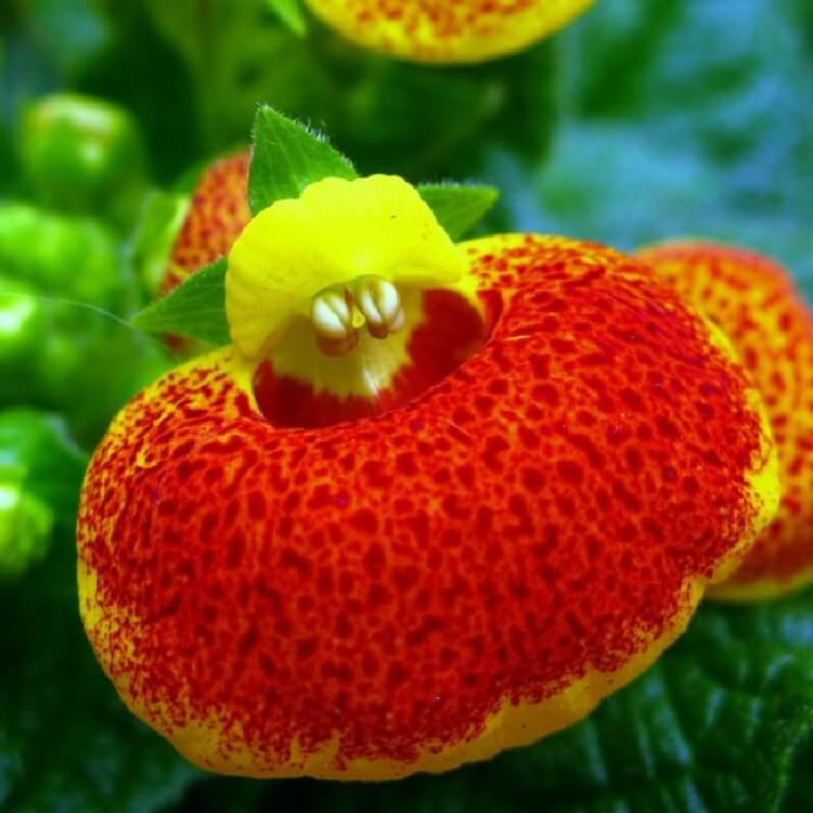 Calceolaria x Herbeohybrida Çiçeği Calceolaria x Herbeohybrida Çiçeği
