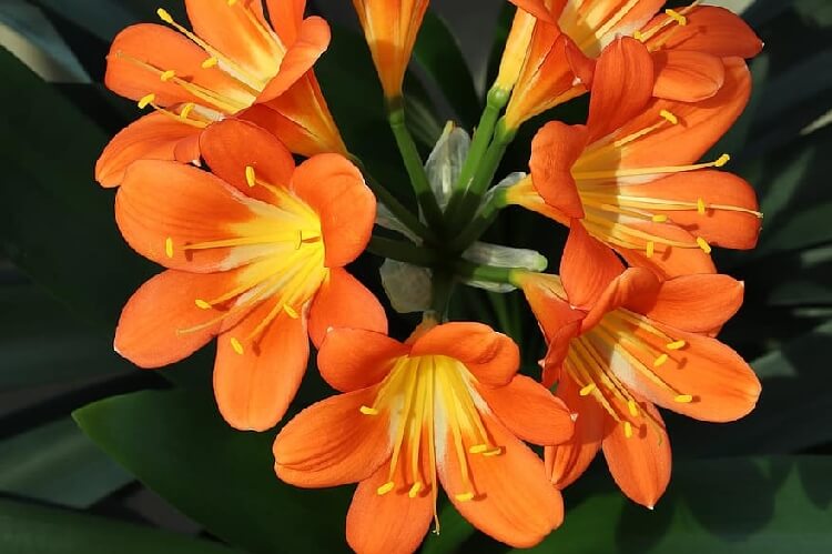 Clivia Miniata Çiçeği Clivia Miniata Çiçeği