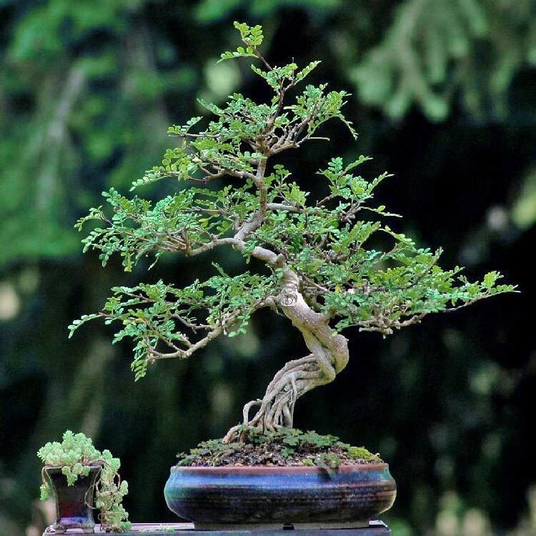 Bonsai Ağacı Özellikleri Bonsai Ağacı Özellikleri