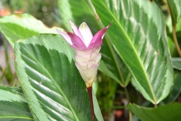 Curcuma Alismatifolia Çiçeği Curcuma Alismatifolia Çiçeği