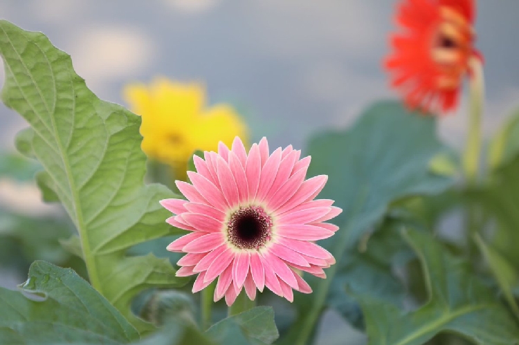 Gerbera Çiçeği Gerbera Çiçeği