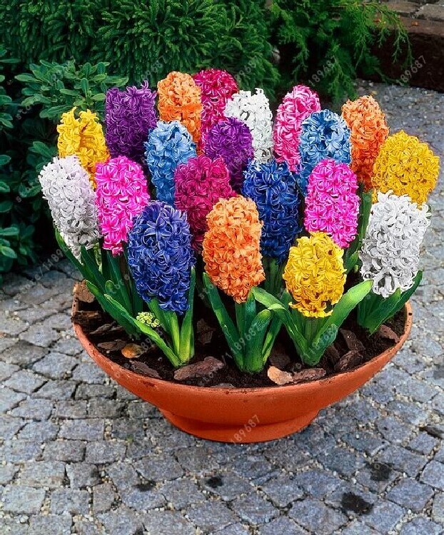 Hyacinthus Orientalis Çiçeği Hyacinthus Orientalis Çiçeği