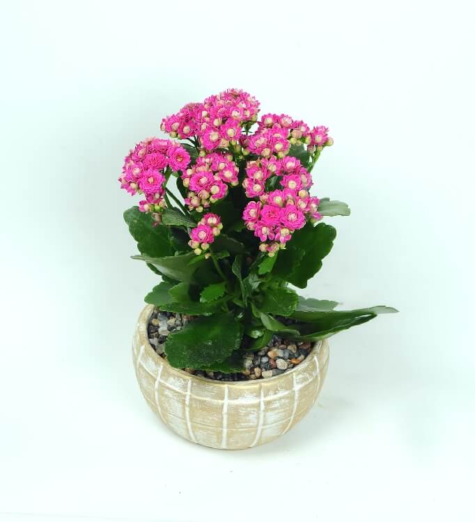 Kalanchoe Blossfeldiana Çiçeği Kalanchoe Blossfeldiana Çiçeği