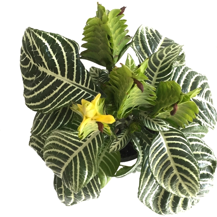 Aphelandra Squarrosa Çiçeği Aphelandra Squarrosa Çiçeği