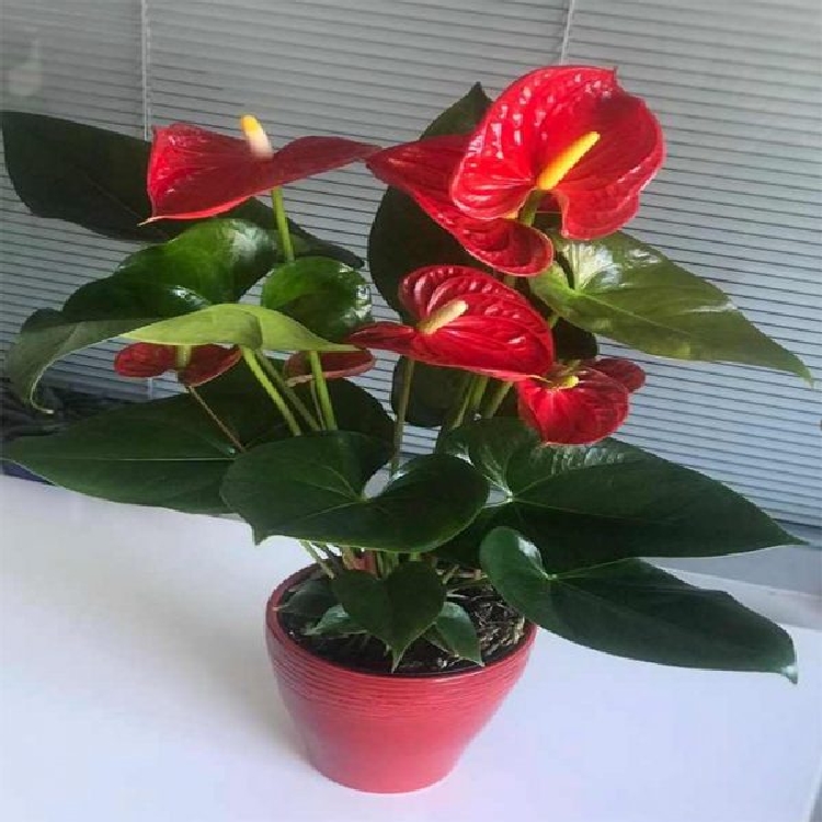 Anthurium Arizona Çiçeği Anthurium Arizona Çiçeği