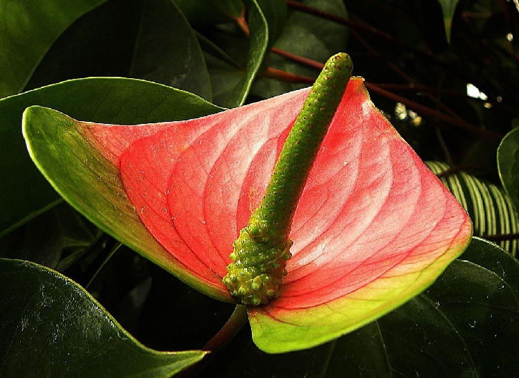 Anthurium Andreanum Çiçeği Anthurium Andreanum Çiçeği