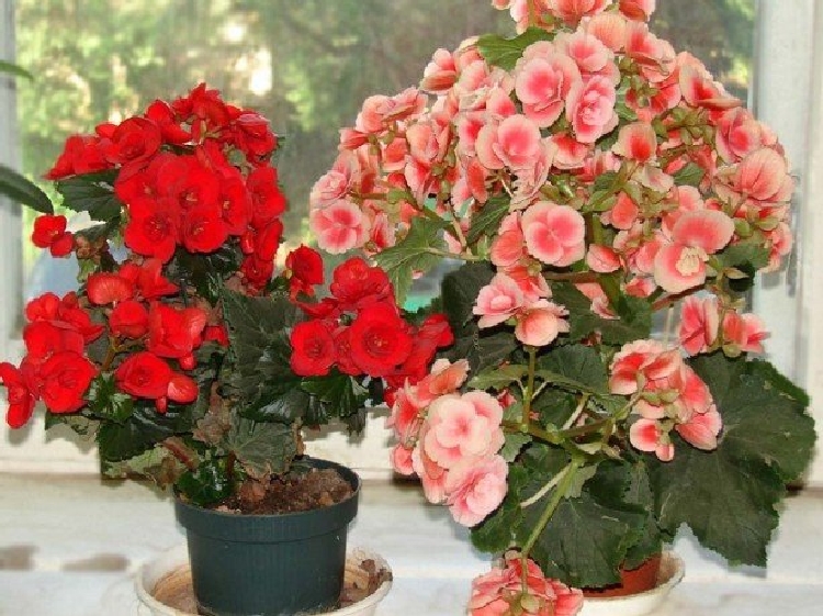 Begonia Elatior Hybrid Çiçeği Begonia Elatior Hybrid Çiçeği