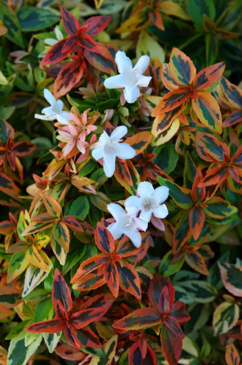 Abelia X Grandiflora (Kaliedoscope) Çiçeği Abelia X Grandiflora (Kaliedoscope) Çiçeği