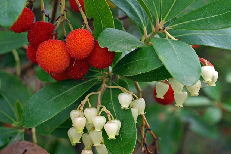 Arbutus Unedo Bitkisi Arbutus Unedo Bitkisi