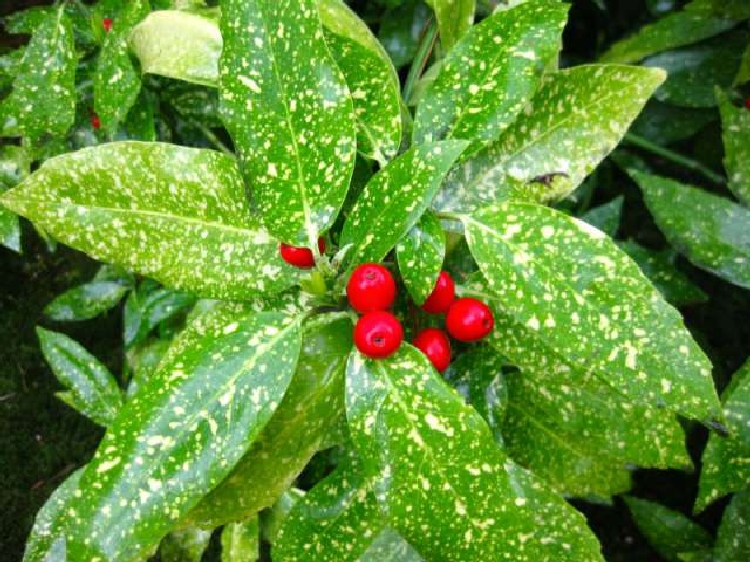 Aucuba Japonica (Variegata) Bitkisi Aucuba Japonica (Variegata) Bitkisi