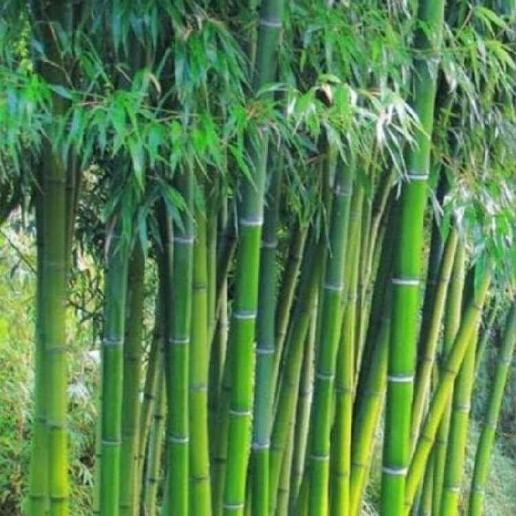 Bambusa Aurea Ağacı Bambusa Aurea Ağacı