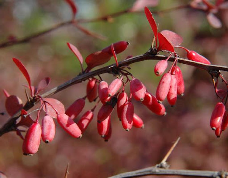 Berberis Julianae Ağacı Berberis Julianae Ağacı