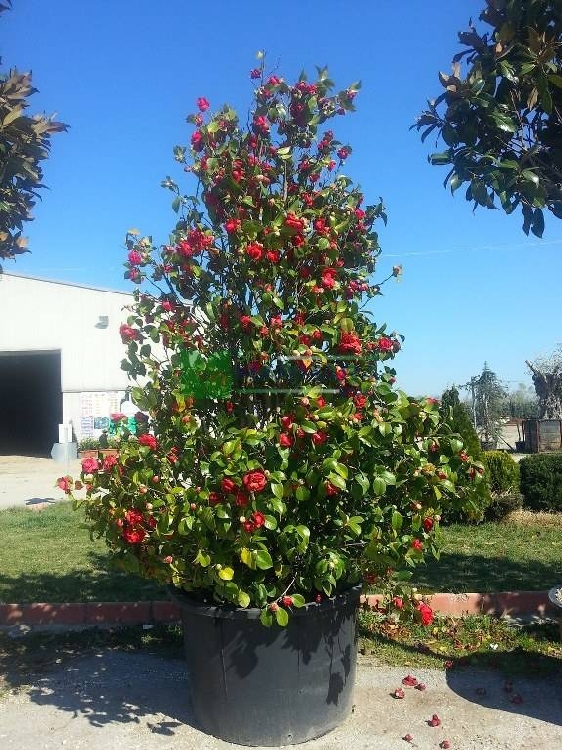 Camelia Japonica Ağacı Camelia Japonica Ağacı