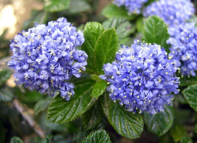 Ceanothus Thyrsiflorus (Repens) Bitkisi Ceanothus Thyrsiflorus (Repens) Bitkisi