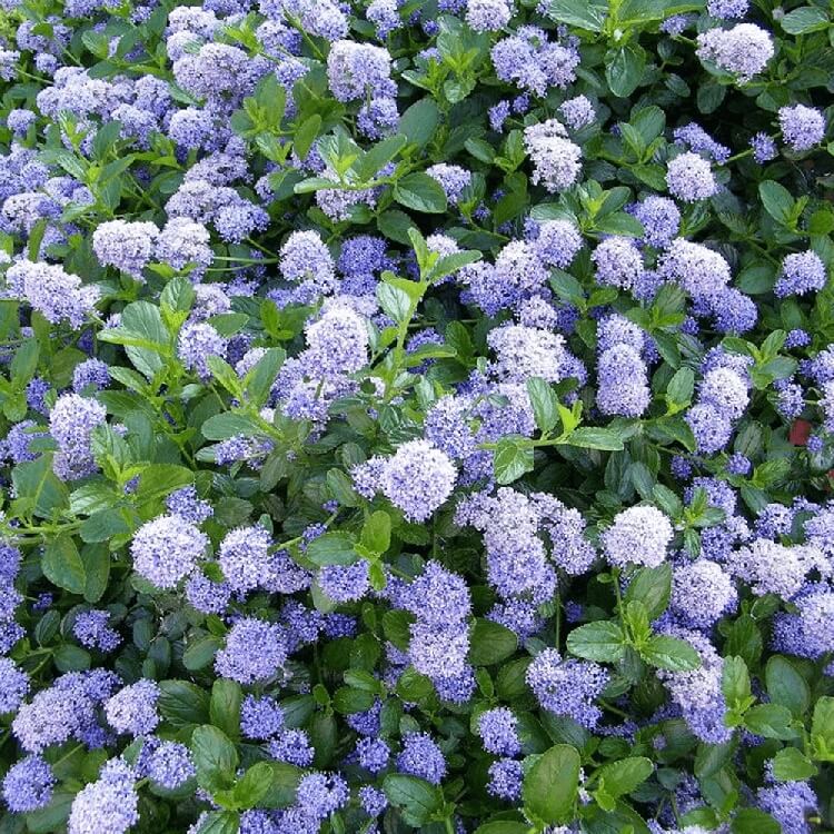 Ceanothus Thyrsiflorus (Victoria) Bitkisi Ceanothus Thyrsiflorus (Victoria) Bitkisi