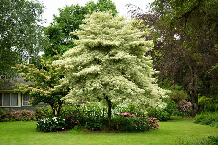 Cornus controversa Variegata Ağacı Cornus controversa Variegata Ağacı