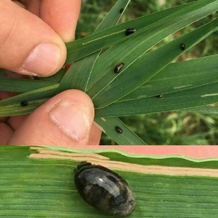 Ekin Yaprak Sülüğü Zararlısı (Oulema Spp.) Ekin Yaprak Sülüğü Zararlısı (Oulema Spp.)