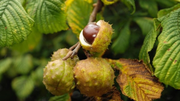 Kestane Yetiştiriciliği Nasıl Yapılır? Kestane Yetiştiriciliği Nasıl Yapılır?