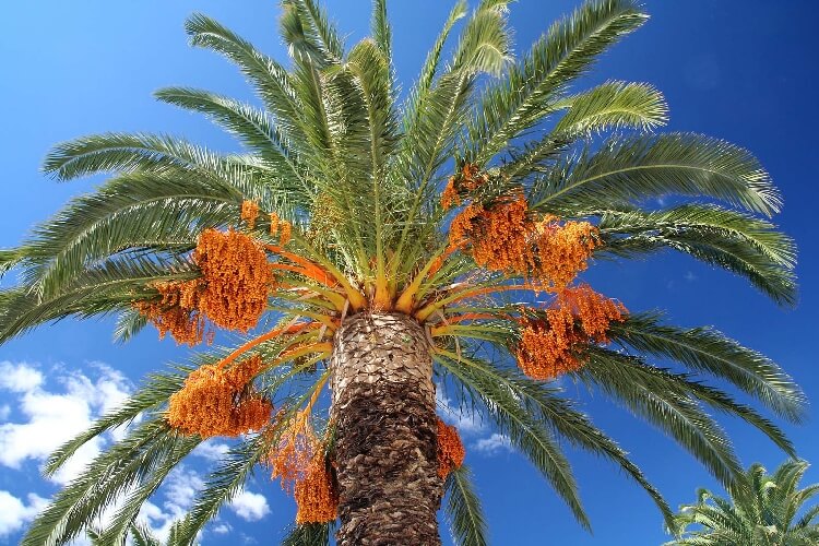 Hurma Ağacı Ve Hurma Meyvesi (Phoenix Dactylifera) Nedir? Hurma Ağacı Ve Hurma Meyvesi (Phoenix Dactylifera) Nedir?
