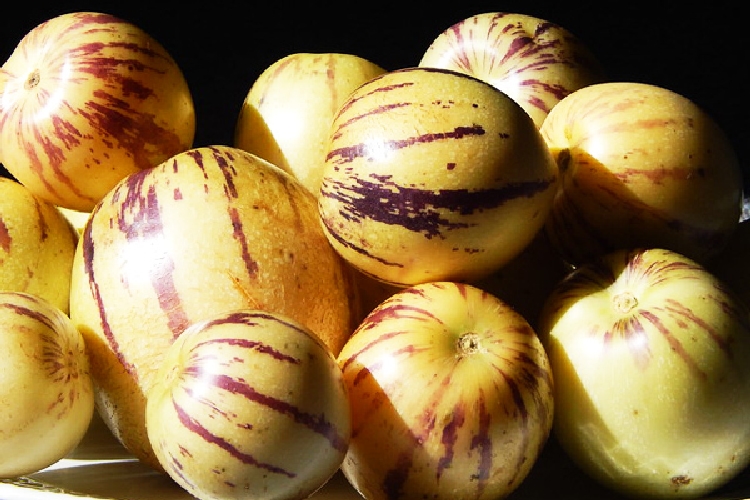 Pepino Yetiştirme Pepino Yetiştirme