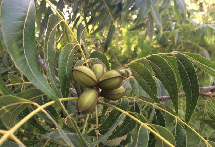 Pikan Çeşitleri Pikan Çeşitleri