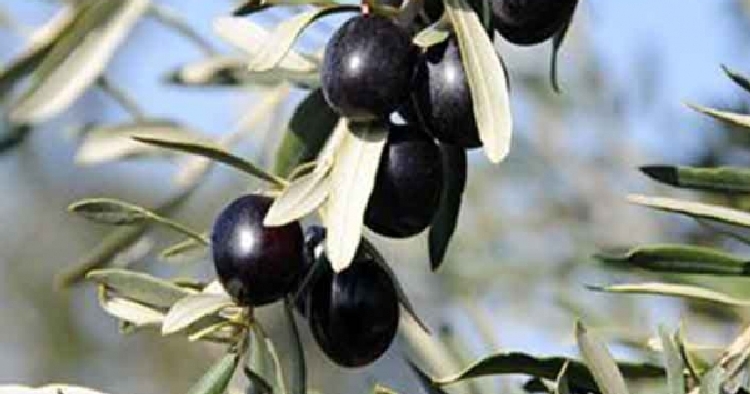Profosyonel Zeytin Yetiştiriciliği Nasıl Yapılır? Profosyonel Zeytin Yetiştiriciliği Nasıl Yapılır?