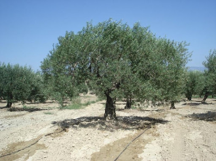 Zeytin Yetiştiriciliği Zeytin Yetiştiriciliği