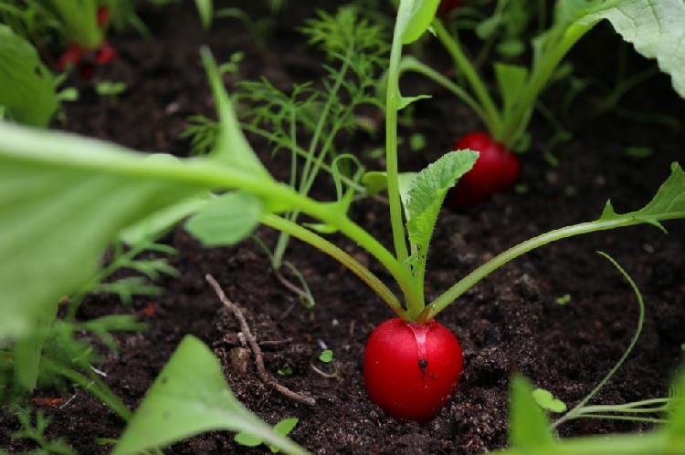 Turp Yetiştiriciliği (Radish Cultivation) Turp Yetiştiriciliği (Radish Cultivation)