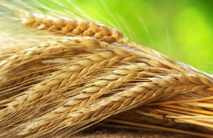 Buğdayda Kardeşlenme Nedir? Buğdayda Kardeşlenme Nedir?