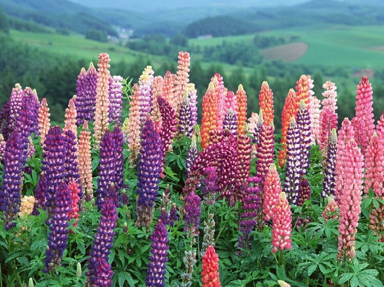 Lupin Tarımı Nasıl Yapılır? Lupin Tarımı Nasıl Yapılır?