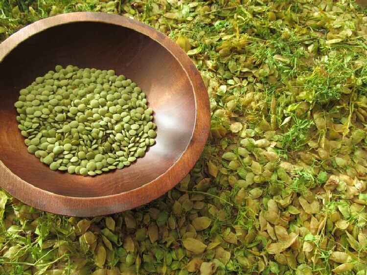 Yazlık Ve Kışlık Mercimek Tarımı Nasıl Yapılır? Yazlık Ve Kışlık Mercimek Tarımı Nasıl Yapılır?