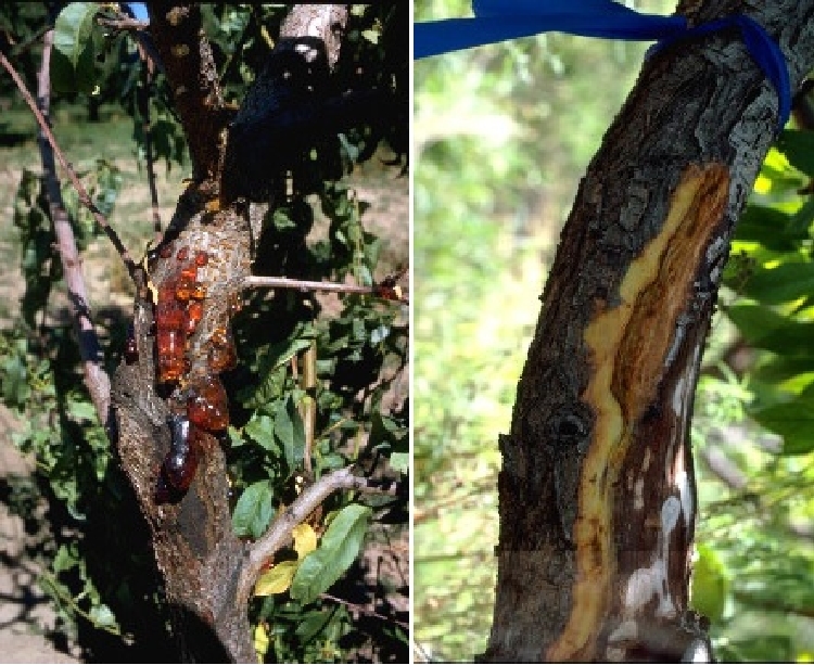 Sitospora Kanseri Hastalığı (Cytospora Spp) Sitospora Kanseri Hastalığı (Cytospora Spp)