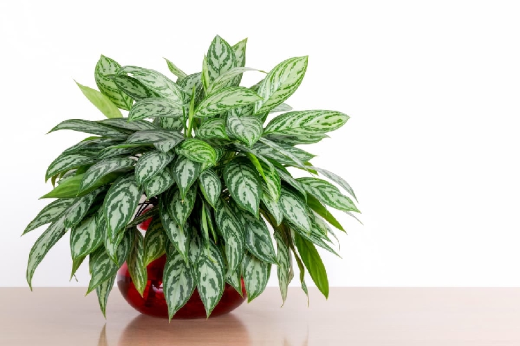 Aglaonema Salon Bitkisi Yetiştiriciliği Ve Bakımı Aglaonema Salon Bitkisi Yetiştiriciliği Ve Bakımı