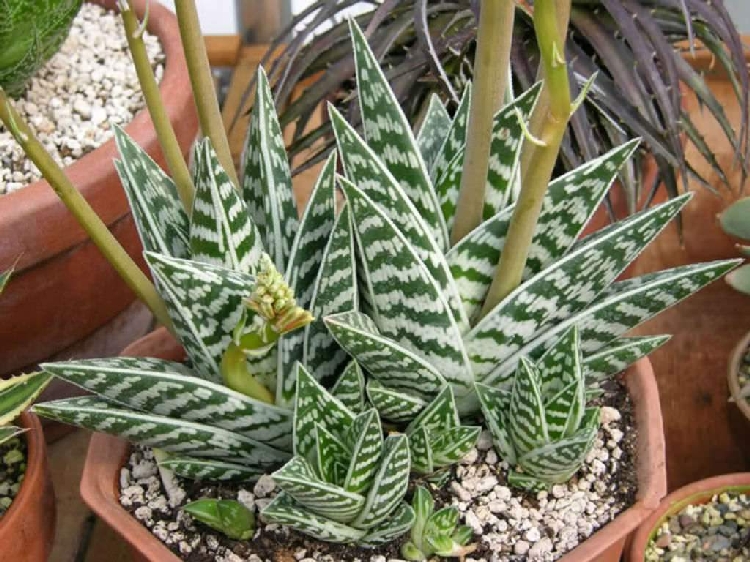 Aloe Variegata Salon Bitkisi Yetiştiriciliği Ve Bakımı Aloe Variegata Salon Bitkisi Yetiştiriciliği Ve Bakımı