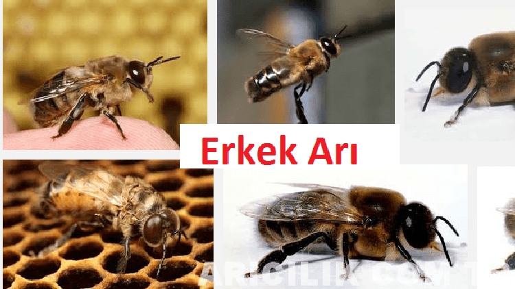 Erkek Arı Nedir, Görevleri Nelerdir? Erkek Arı Nedir, Görevleri Nelerdir?
