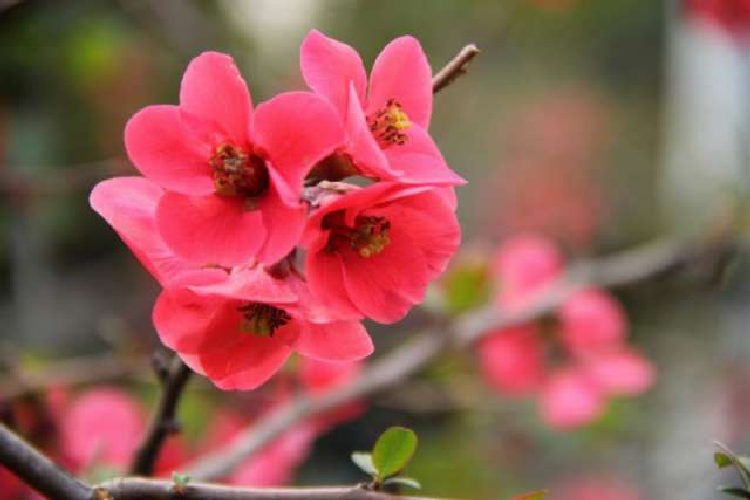 Japon Ayvası Latincesi Japon Ayvası Latincesi