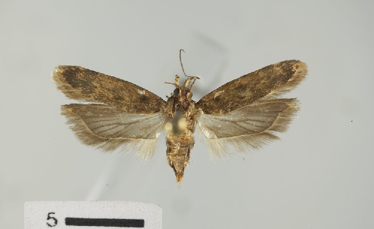 Pectinophora Gossypiella Nedir? Pectinophora Gossypiella Nedir?