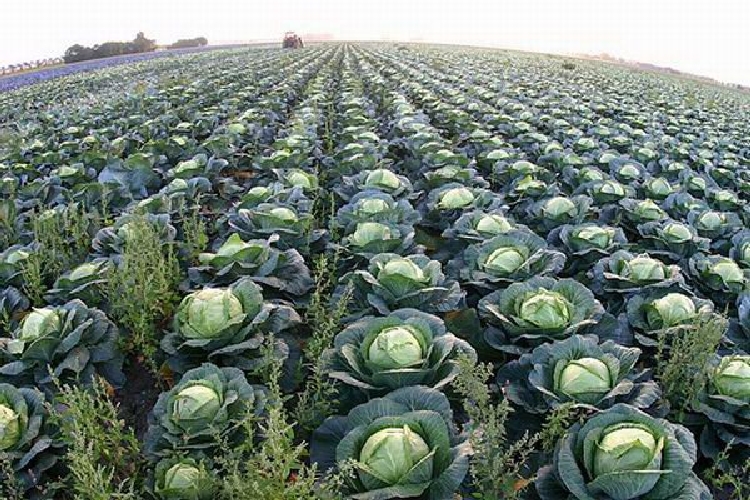 Lahana Nedir? Lahana Nedir?