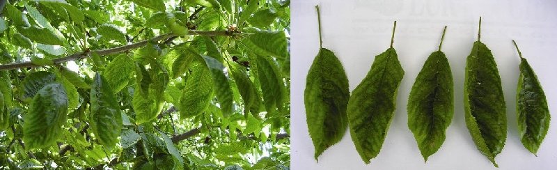 Kiraz Yaprak Kıvrılma Virüsü (Cherry Leafroll Nepovirus) Kiraz Yaprak Kıvrılma Virüsü (Cherry Leafroll Nepovirus)