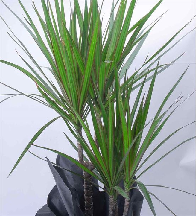 Marginata Bitkisi Marginata Bitkisi
