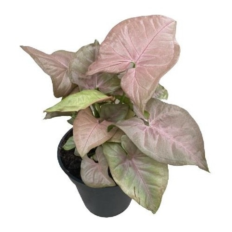 Syngonium Podophyllum Bakımı Syngonium Podophyllum Bakımı