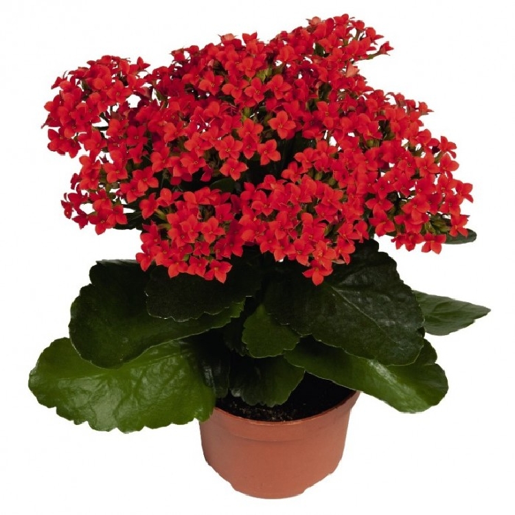 Kalanchoe Çiçeği Balkonda Yetişir Mı? Kalanchoe Çiçeği Balkonda Yetişir Mı?