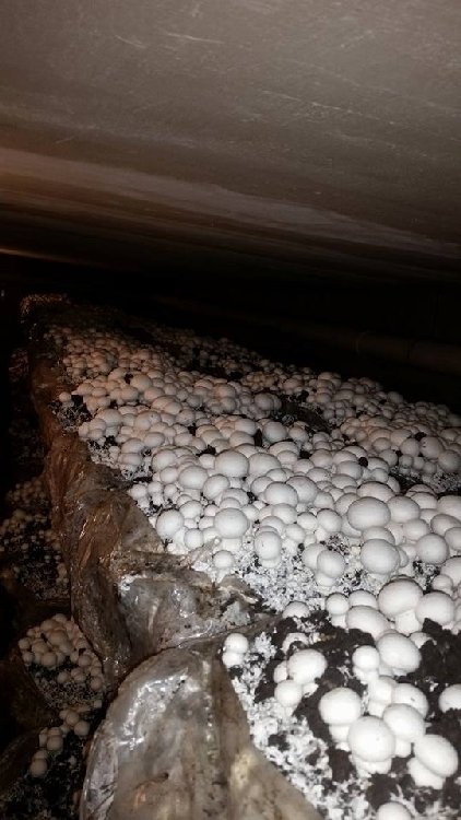 Kültür Mantarı Yetiştiriciliği Nasıl Yapılır? Kültür Mantarı Yetiştiriciliği Nasıl Yapılır?
