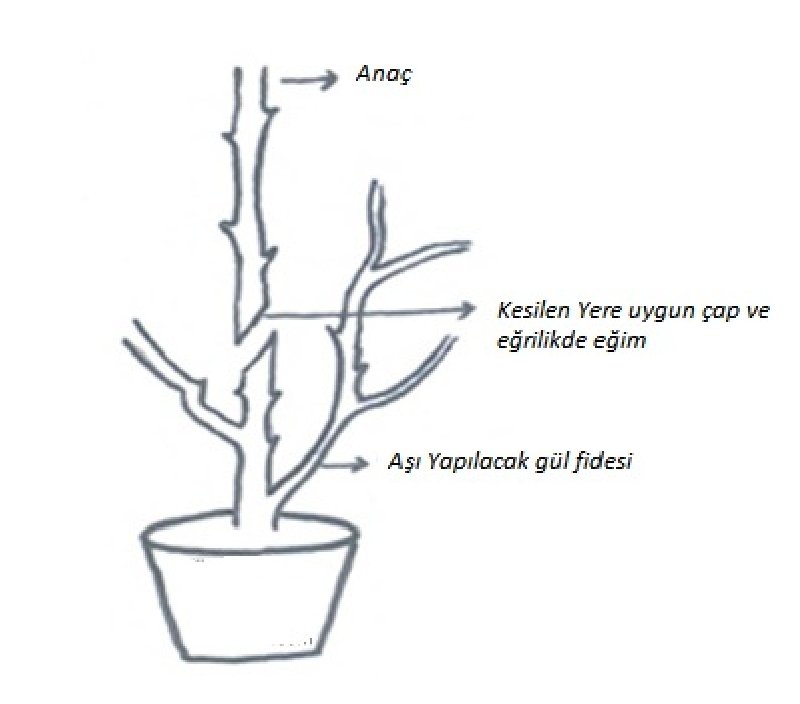 Güllerde Aşılama Teknikleri Nelerdir? Güllerde Aşılama Teknikleri Nelerdir?