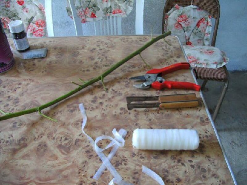 Kiraz Aşısı Nedir, Nasıl Yapılır? Kiraz Aşısı Nedir, Nasıl Yapılır?