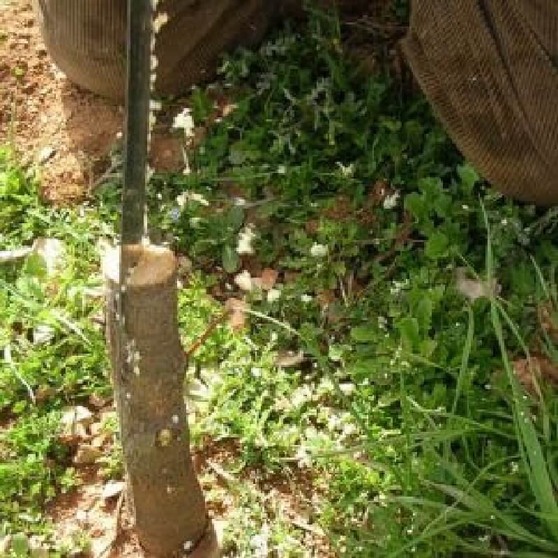 Kakma Aşı Nedir, Çeşitleri Nelerdir? Kakma Aşı Nedir, Çeşitleri Nelerdir?
